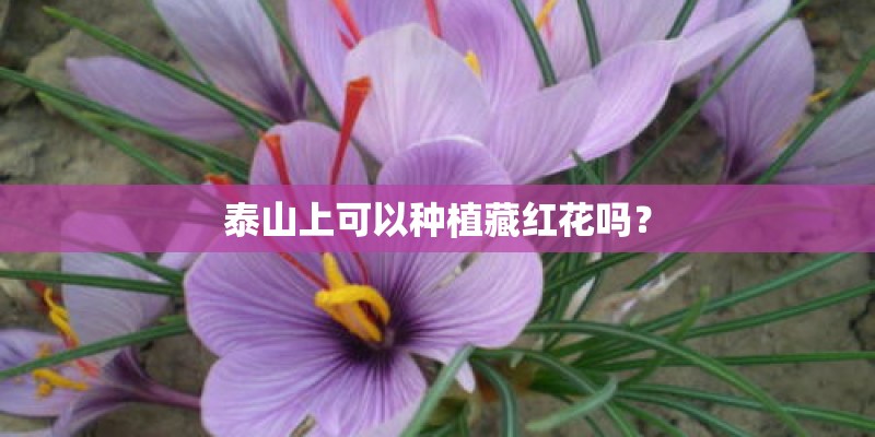 泰山上可以种植藏红花吗？