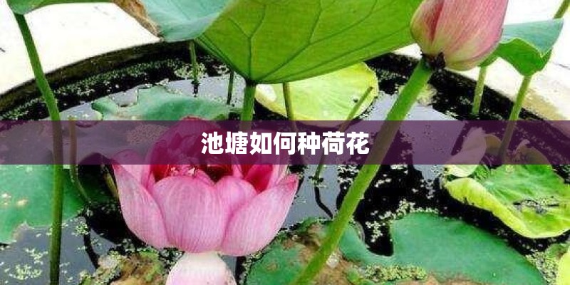 池塘如何种荷花 池塘如何种荷花