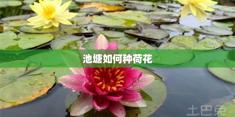 池塘如何种荷花 池塘如何种荷花