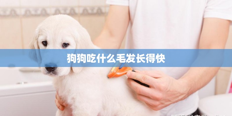 狗狗吃什么毛发长得快