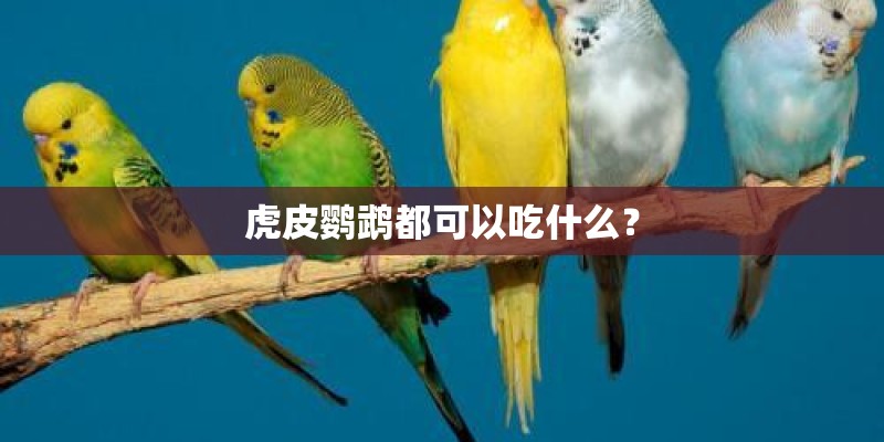 虎皮鹦鹉都可以吃什么？