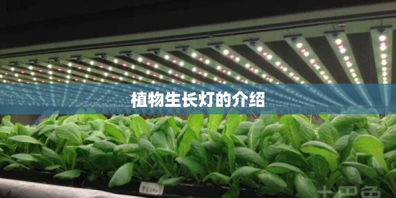 植物生长灯的介绍