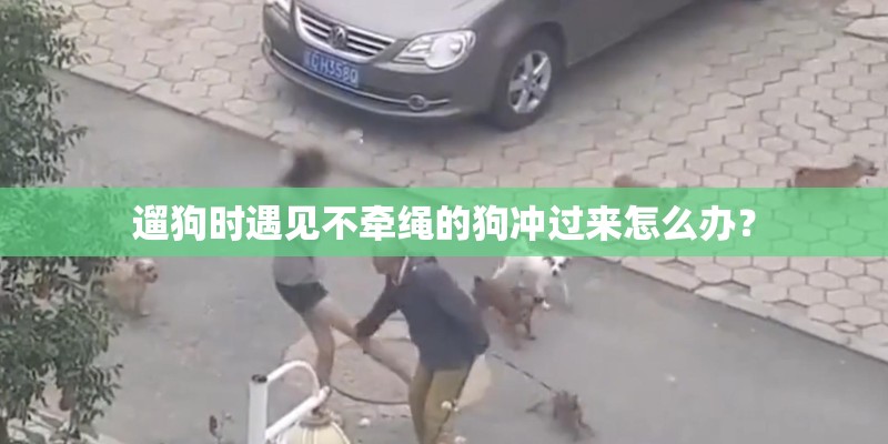 遛狗时遇见不牵绳的狗冲过来怎么办？