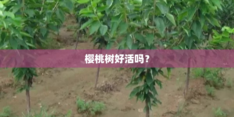 樱桃树好活吗？