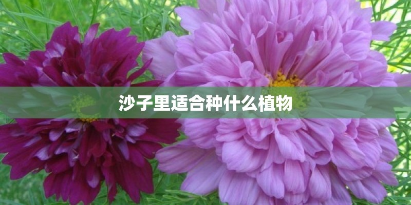 沙子里适合种什么植物