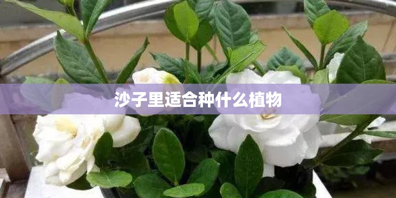沙子里适合种什么植物