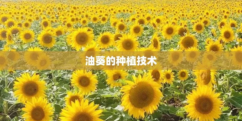 油葵的种植技术