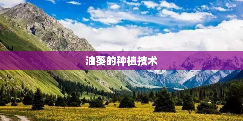 油葵的种植技术
