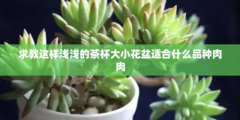 求教这样浅浅的茶杯大小花盆适合什么品种肉肉