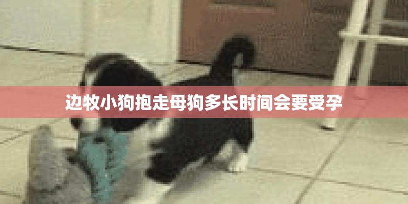 边牧小狗抱走母狗多长时间会要受孕