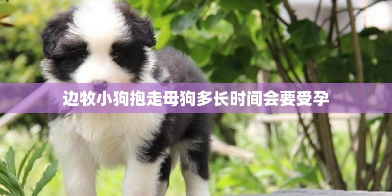 边牧小狗抱走母狗多长时间会要受孕