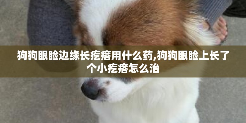 狗狗眼睑边缘长疙瘩用什么药,狗狗眼睑上长了个小疙瘩怎么治
