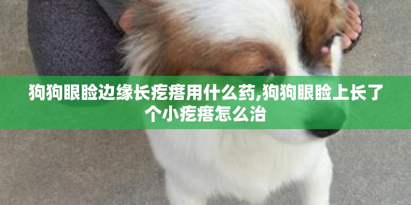 狗狗眼睑边缘长疙瘩用什么药,狗狗眼睑上长了个小疙瘩怎么治 狗狗眼睑边缘长疙瘩用什么药,狗狗眼睑上长了个小疙瘩怎么治