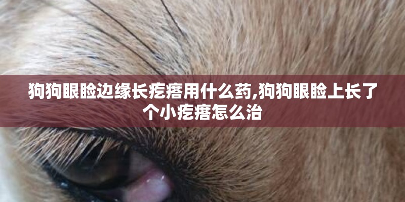 狗狗眼睑边缘长疙瘩用什么药,狗狗眼睑上长了个小疙瘩怎么治 狗狗眼睑边缘长疙瘩用什么药,狗狗眼睑上长了个小疙瘩怎么治