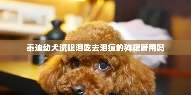 泰迪幼犬流眼泪吃去泪痕的狗粮管用吗