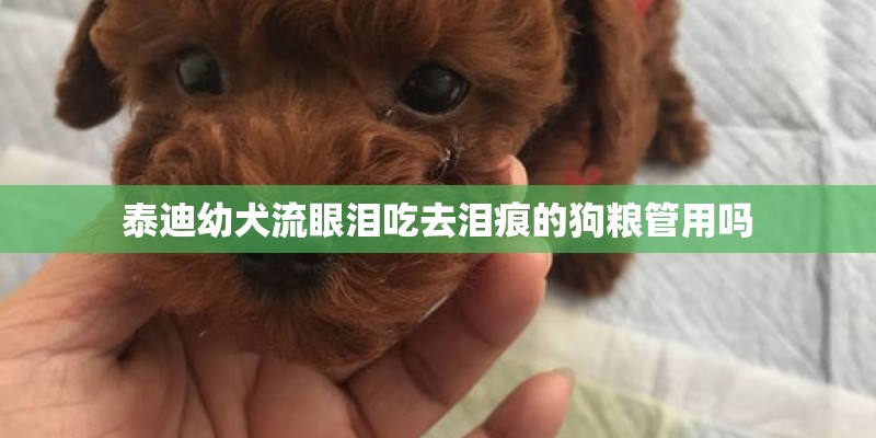 泰迪幼犬流眼泪吃去泪痕的狗粮管用吗