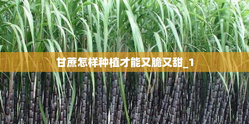 甘蔗怎样种植才能又脆又甜_1