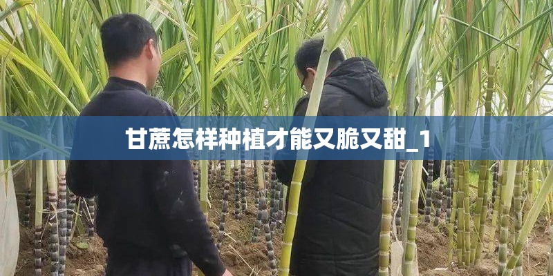 甘蔗怎样种植才能又脆又甜_1