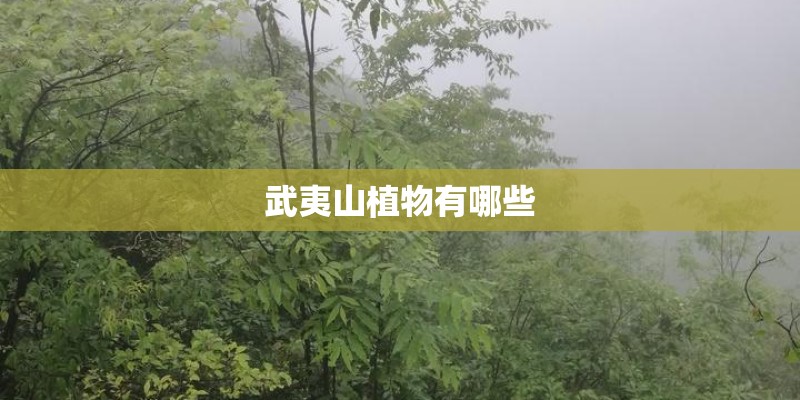 武夷山植物有哪些