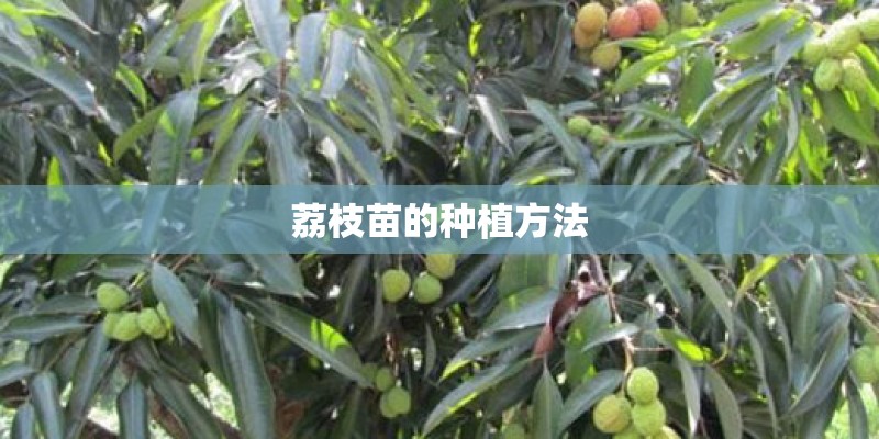 荔枝苗的种植方法