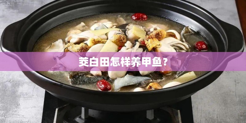 茭白田怎样养甲鱼？