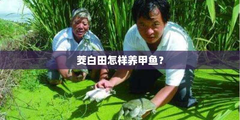 茭白田怎样养甲鱼？