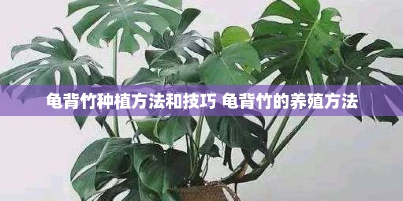 龟背竹种植方法和技巧 龟背竹的养殖方法