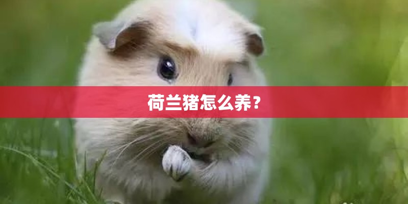 荷兰猪怎么养？