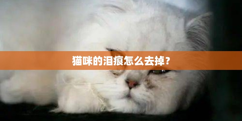 猫咪的泪痕怎么去掉？