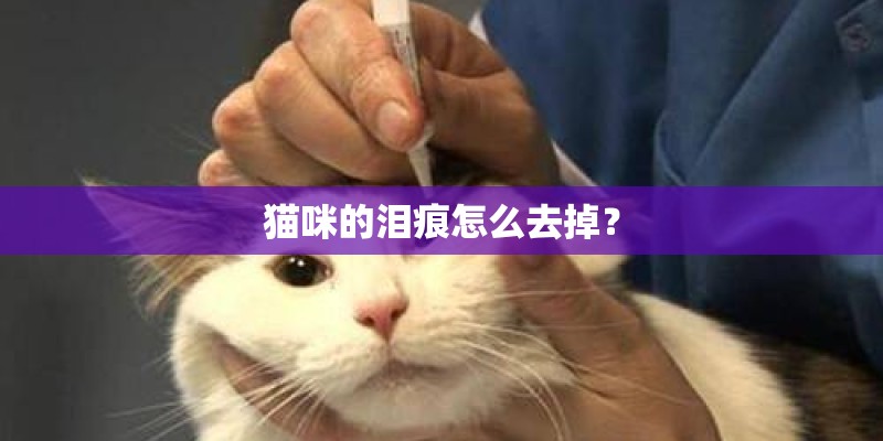 猫咪的泪痕怎么去掉？