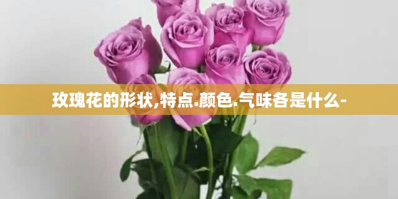 玫瑰花的形状,特点.颜色.气味各是什么-