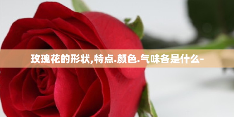 玫瑰花的形状,特点.颜色.气味各是什么-