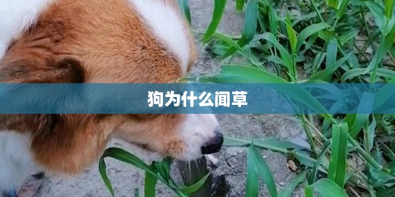 狗为什么闻草