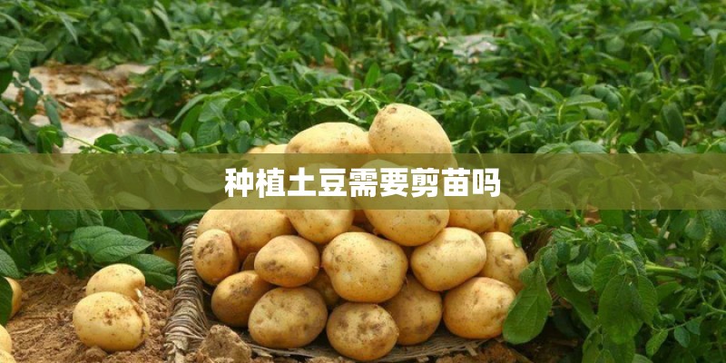 种植土豆需要剪苗吗