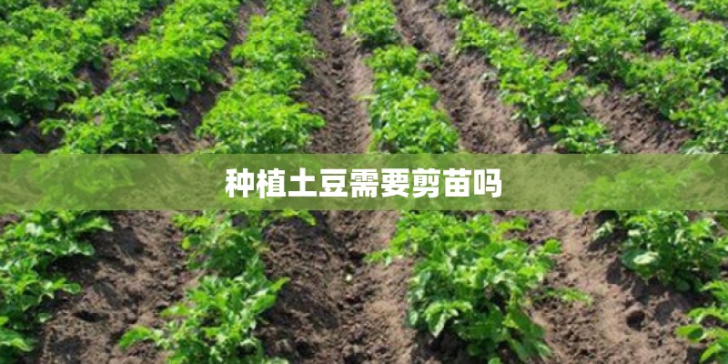 种植土豆需要剪苗吗