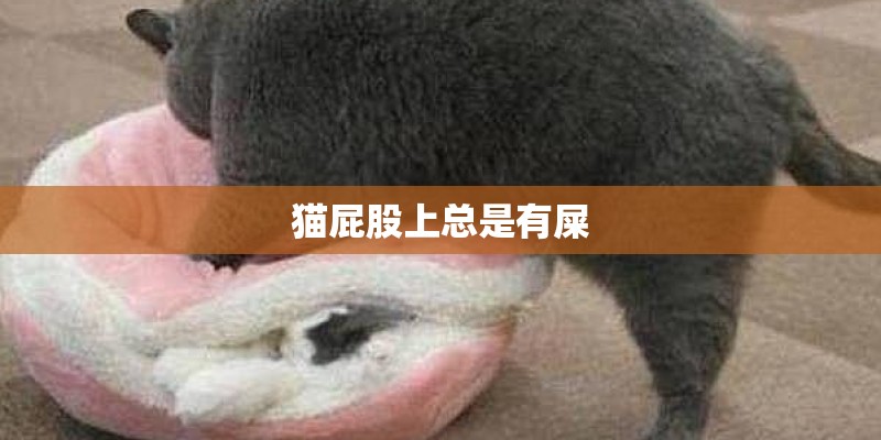 猫屁股上总是有屎