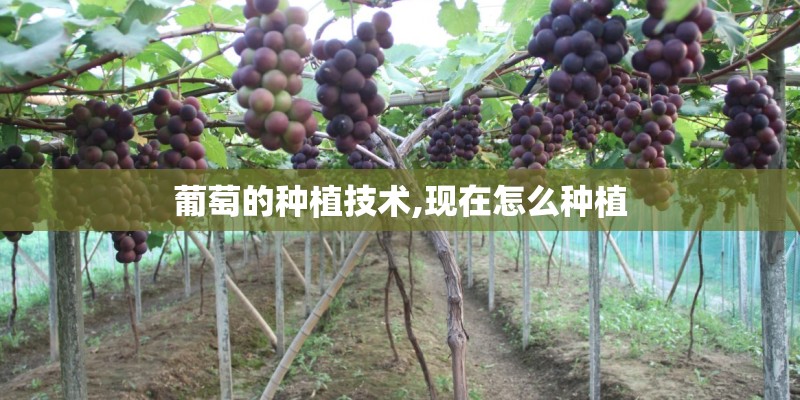 葡萄的种植技术,现在怎么种植