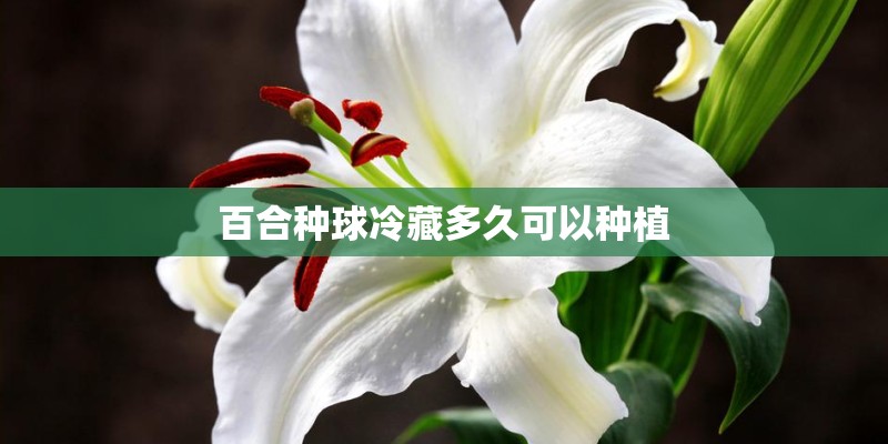 百合种球冷藏多久可以种植