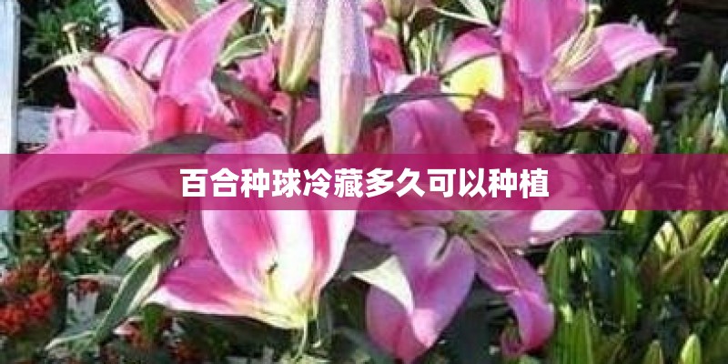 百合种球冷藏多久可以种植