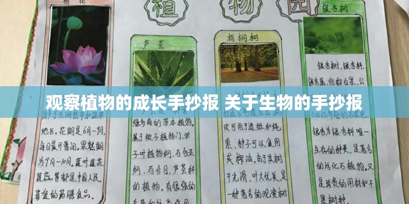 观察植物的成长手抄报 关于生物的手抄报