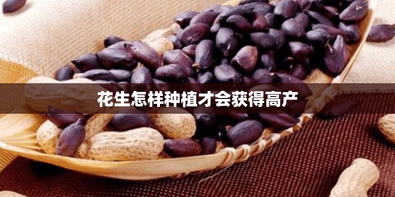 花生怎样种植才会获得高产
