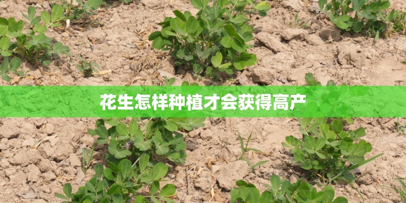 花生怎样种植才会获得高产