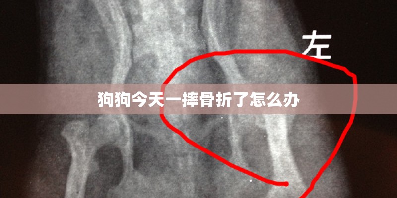 狗狗今天一摔骨折了怎么办