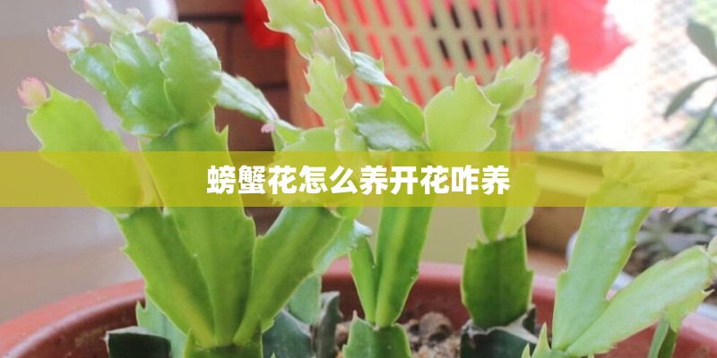螃蟹花怎么养开花咋养