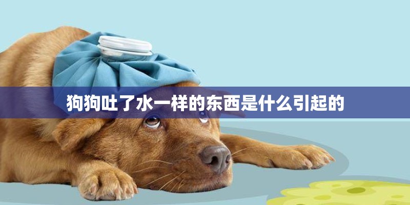 狗狗吐了水一样的东西是什么引起的