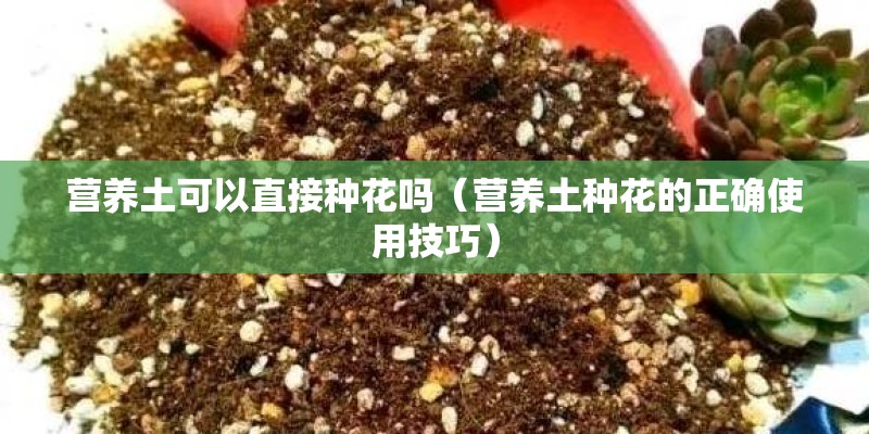 营养土可以直接种花吗（营养土种花的正确使用技巧）