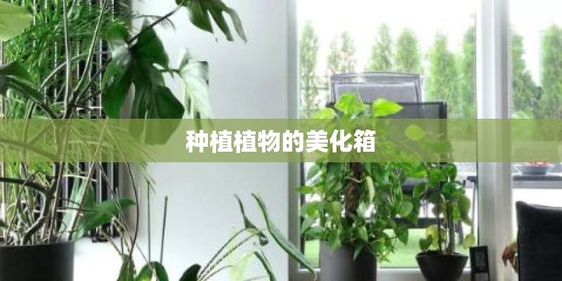 种植植物的美化箱
