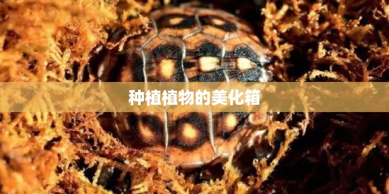种植植物的美化箱