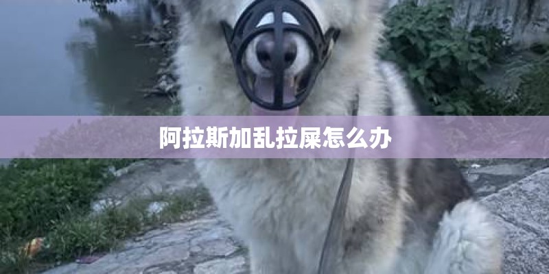 阿拉斯加乱拉屎怎么办