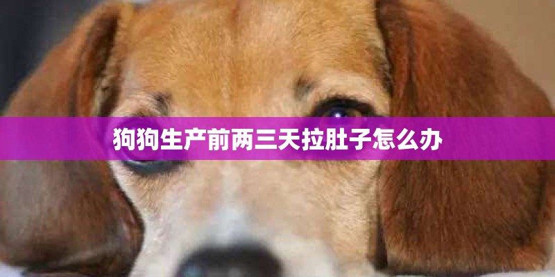 狗狗生产前两三天拉肚子怎么办